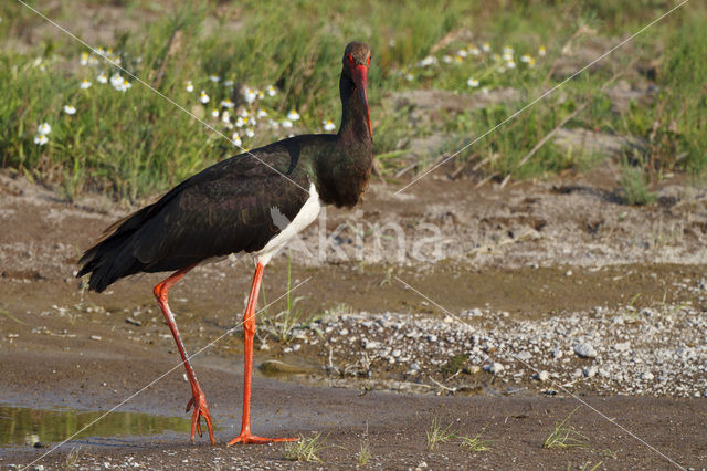 Zwarte Ooievaar (Ciconia nigra)