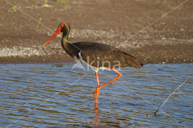 Zwarte Ooievaar (Ciconia nigra)