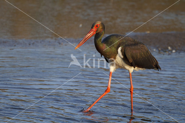 Zwarte Ooievaar (Ciconia nigra)