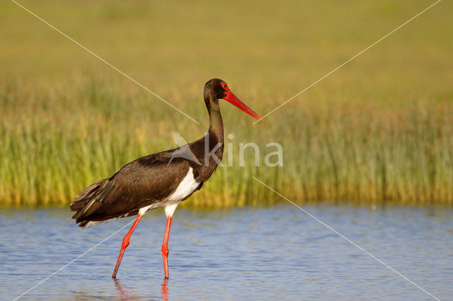 Zwarte Ooievaar (Ciconia nigra)