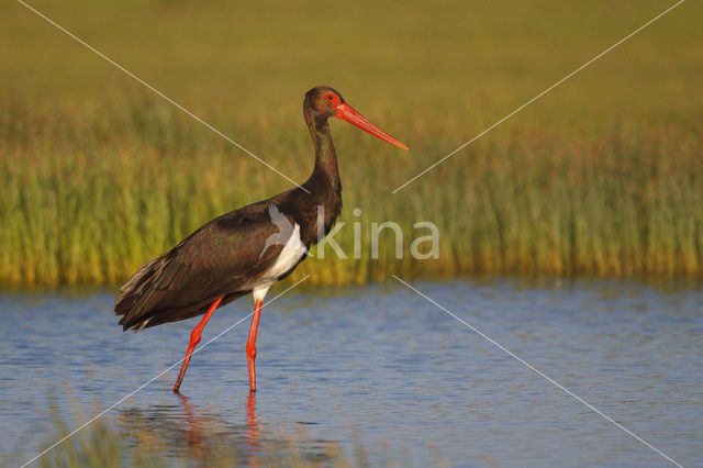 Zwarte Ooievaar (Ciconia nigra)