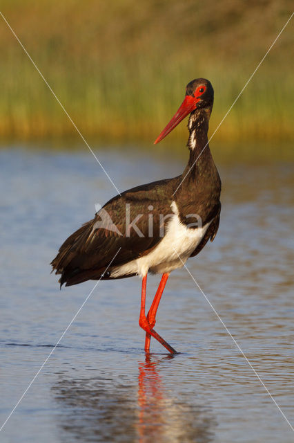 Zwarte Ooievaar (Ciconia nigra)