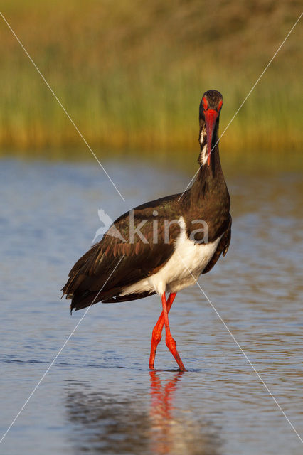 Zwarte Ooievaar (Ciconia nigra)