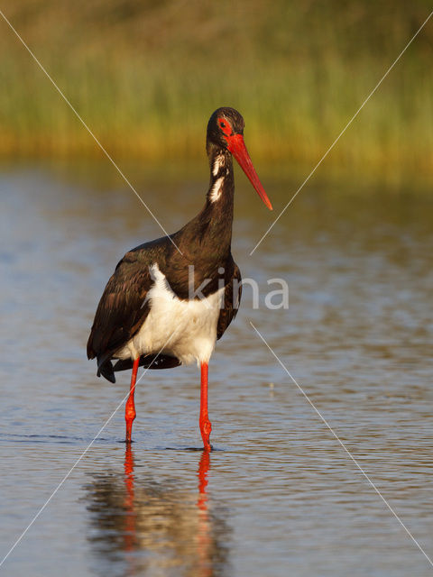 Zwarte Ooievaar (Ciconia nigra)