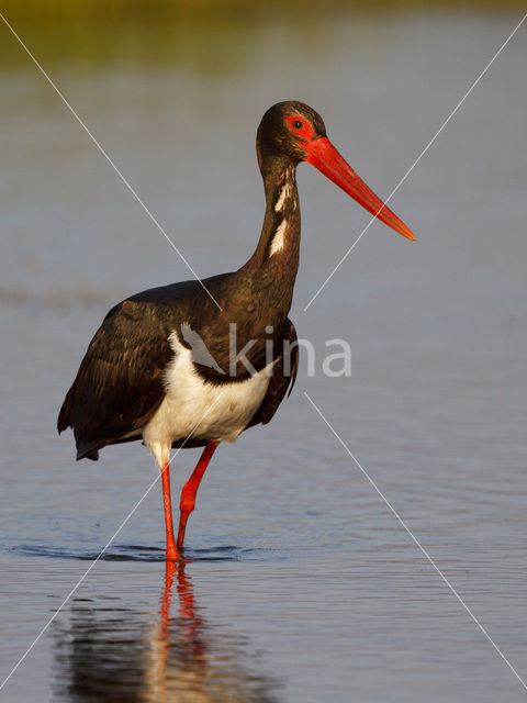 Zwarte Ooievaar (Ciconia nigra)