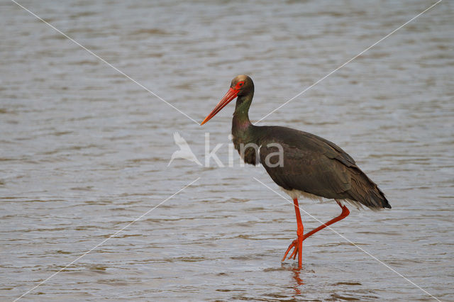 Zwarte Ooievaar (Ciconia nigra)