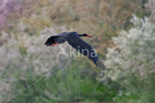 Black Stork (Ciconia nigra)