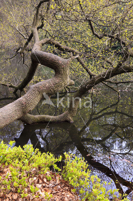 Amerikaanse eik (Quercus rubra)