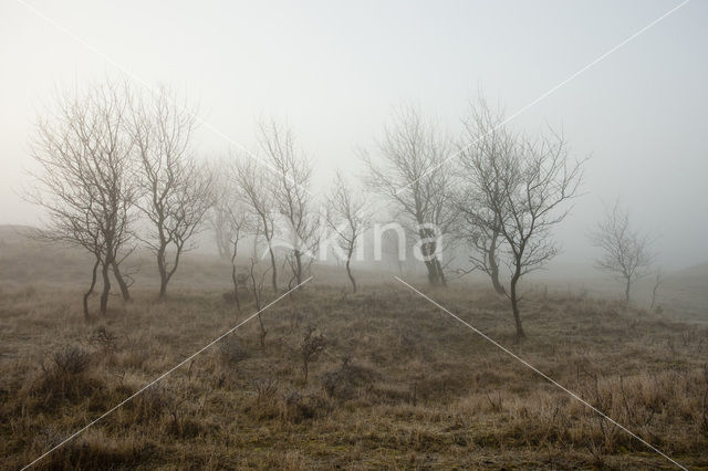 Amsterdamse waterleidingduinen