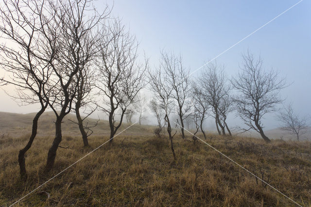 Amsterdamse waterleidingduinen