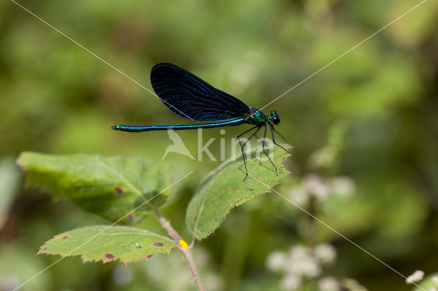 Beautiful Demoiselle (Calopteryx virgo spp. festiva)