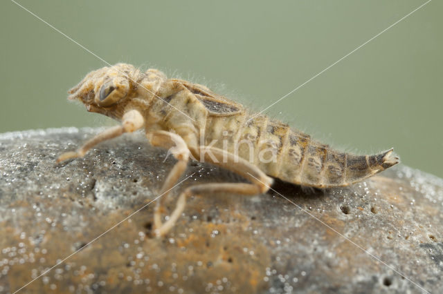 Beekrombout (Gomphus vulgatissimus)