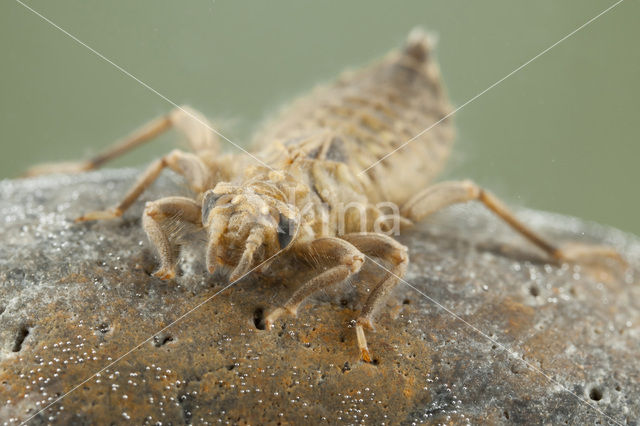 Beekrombout (Gomphus vulgatissimus)