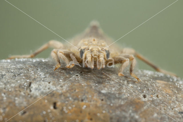 Beekrombout (Gomphus vulgatissimus)