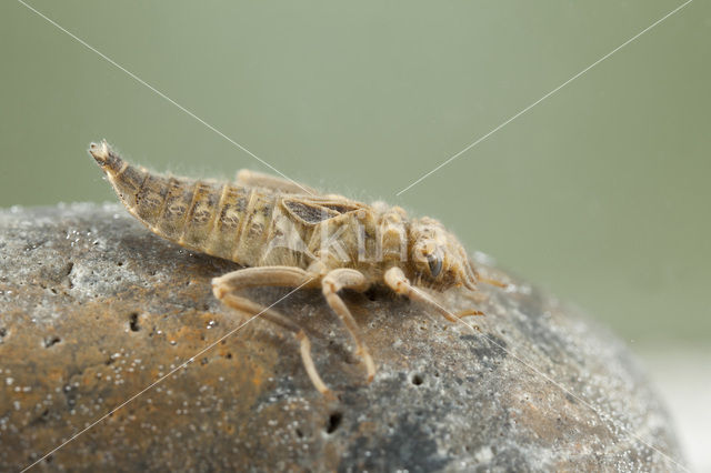 Beekrombout (Gomphus vulgatissimus)