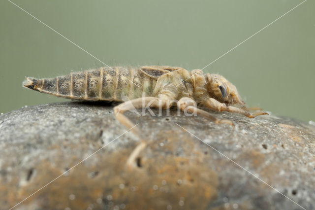 Beekrombout (Gomphus vulgatissimus)