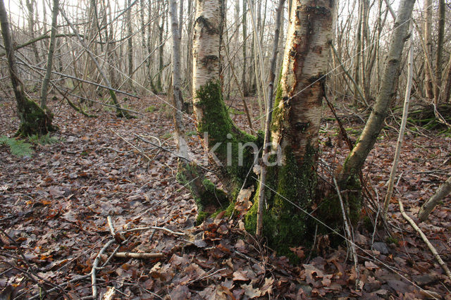 Birch (Betula)