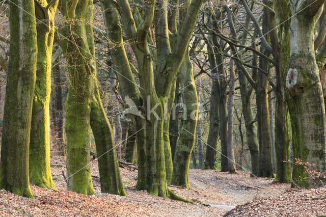 Beuk (Fagus sylvatica)