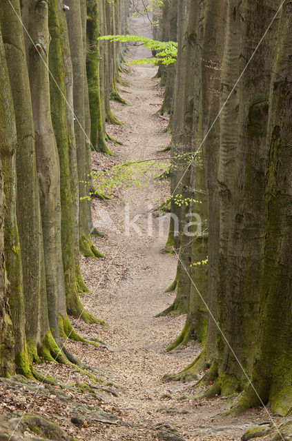 Beech (Fagus sylvatica)