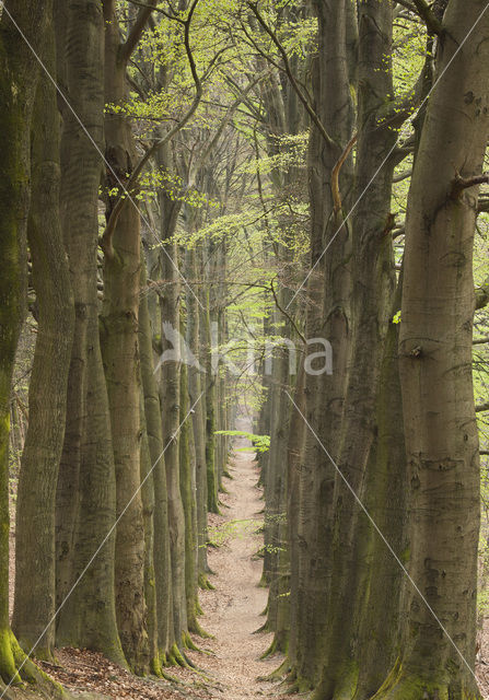 Beech (Fagus sylvatica)