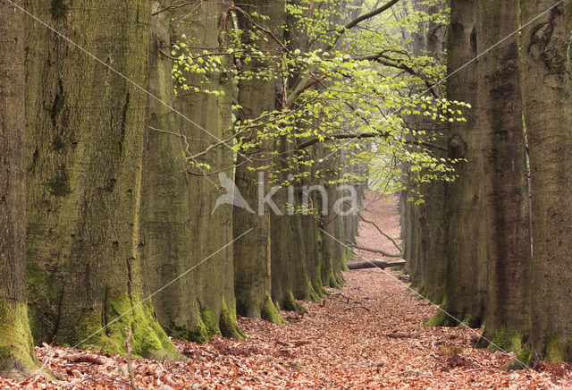 Beuk (Fagus sylvatica)