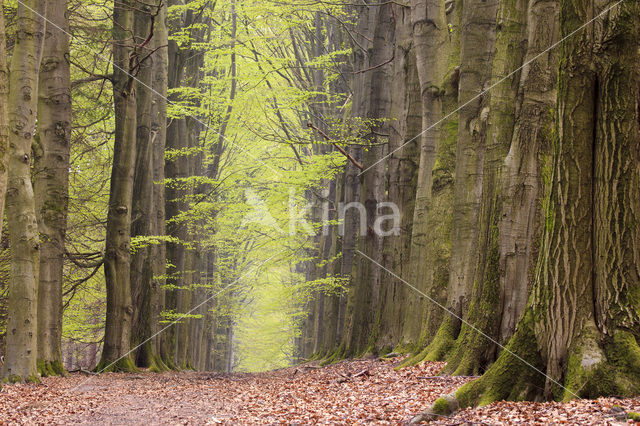 Beech (Fagus sylvatica)