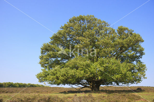 Beuk (Fagus sylvatica)