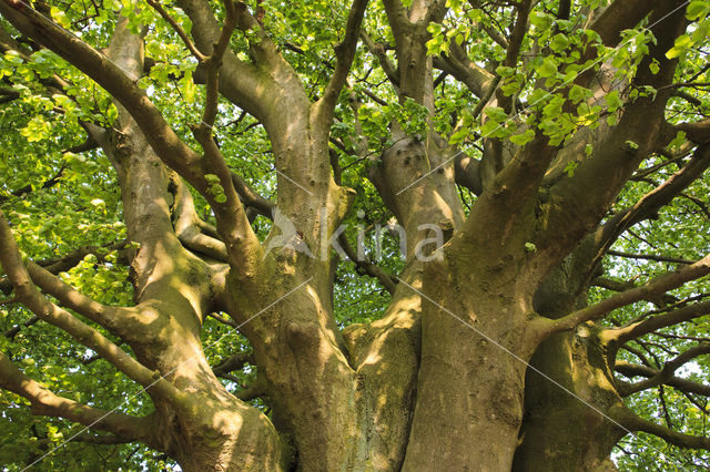 Beuk (Fagus sylvatica)