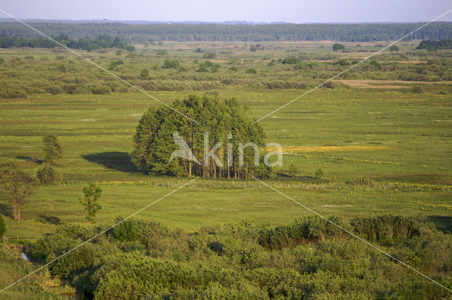 Biebrza National Park