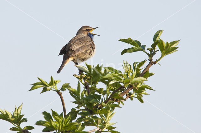 Blauwborst (Luscinia svecica)