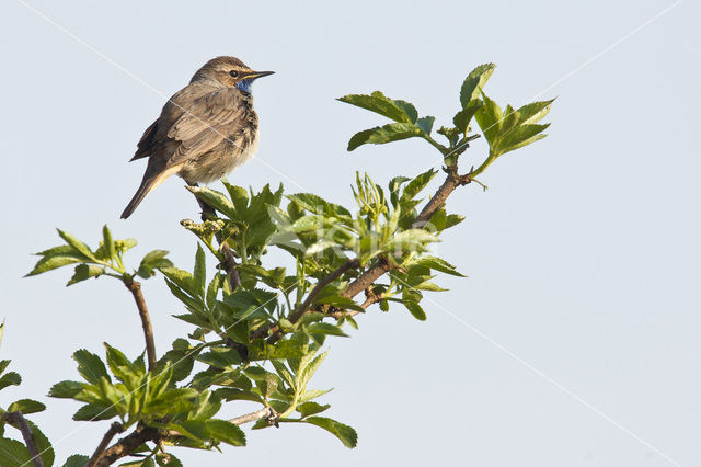 Blauwborst (Luscinia svecica)