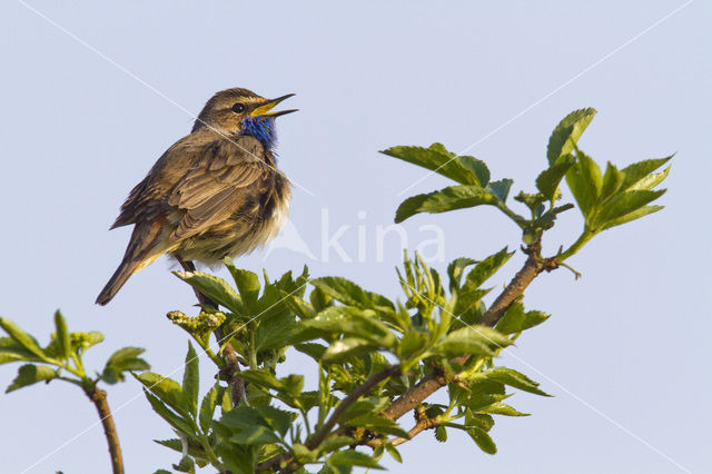 Blauwborst (Luscinia svecica)