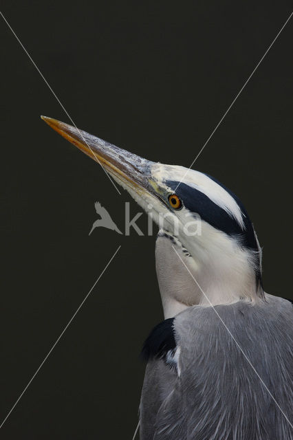 Blauwe Reiger (Ardea cinerea)