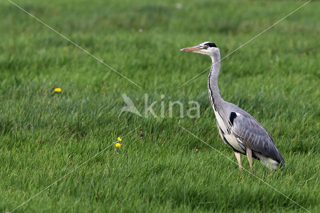 Blauwe Reiger (Ardea cinerea)