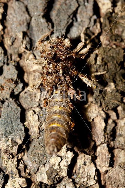 Blauwoogbronlibel (Cordulegaster insignis)