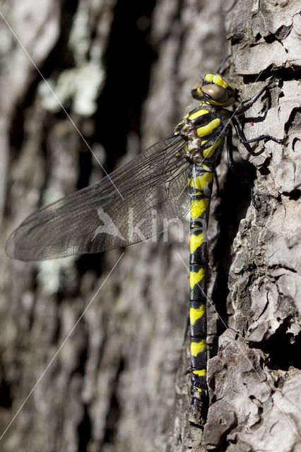 Blauwoogbronlibel (Cordulegaster insignis)