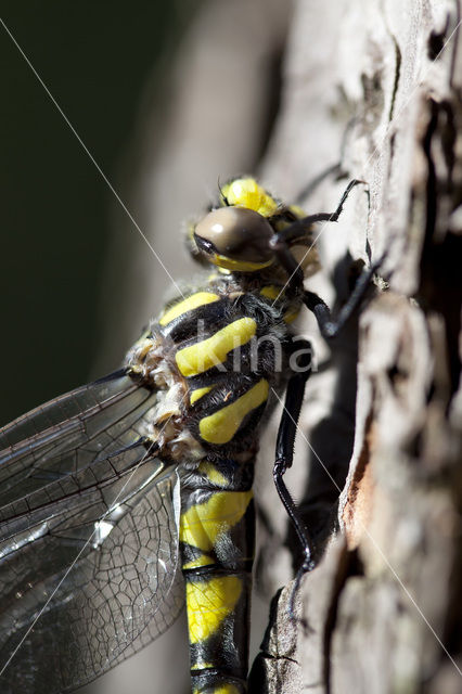 Blauwoogbronlibel (Cordulegaster insignis)