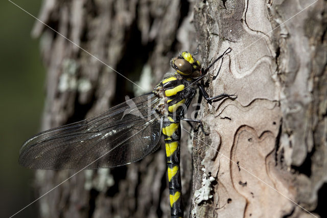 Blauwoogbronlibel (Cordulegaster insignis)