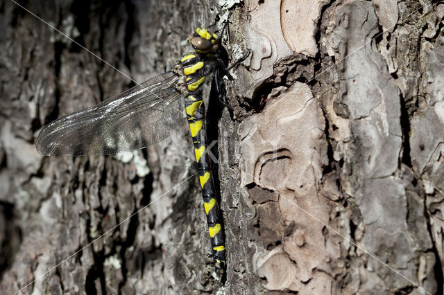 Blauwoogbronlibel (Cordulegaster insignis)