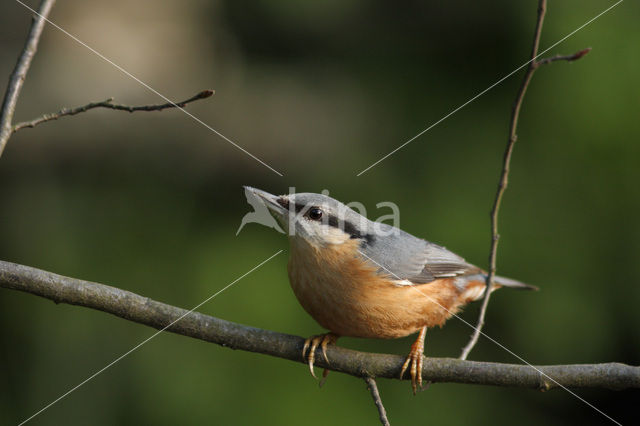 Boomklever (Sitta europaea caesia)