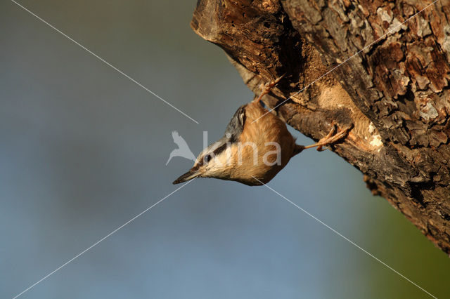 Boomklever (Sitta europaea caesia)