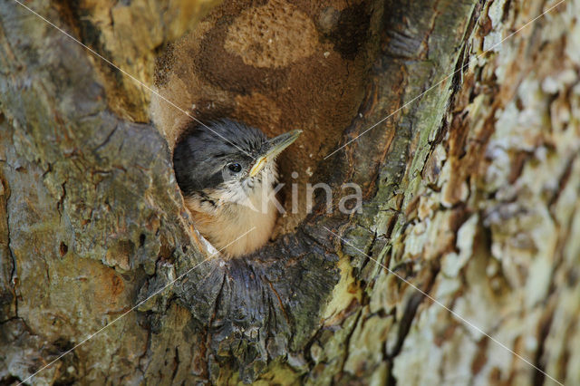 Boomklever (Sitta europaea caesia)