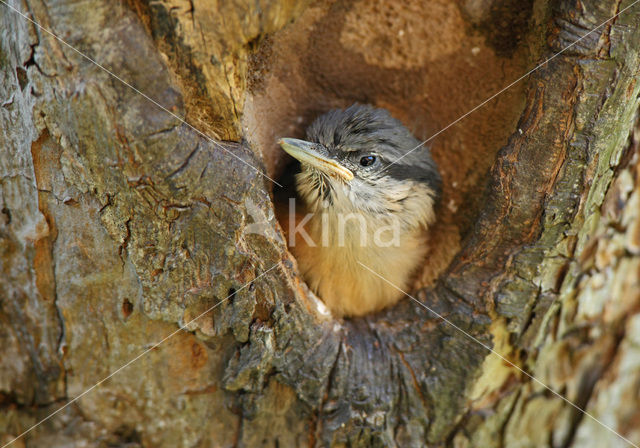 Boomklever (Sitta europaea caesia)