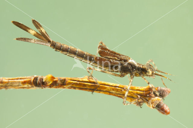 Bosbeekjuffer (Calopteryx virgo)