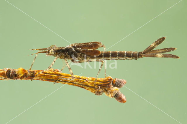 Bosbeekjuffer (Calopteryx virgo)