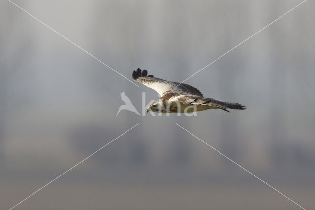 Buizerd (Buteo buteo)