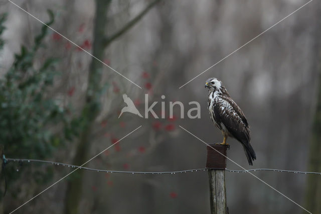 Buizerd (Buteo buteo)