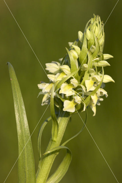 Dactylorhiza incarnata subsp. ochroleuca