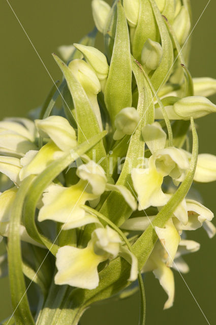 Dactylorhiza incarnata subsp. ochroleuca