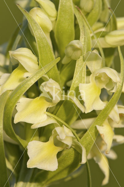 Dactylorhiza incarnata subsp. ochroleuca